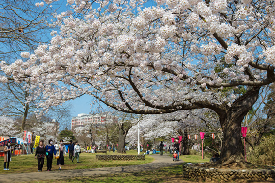 赤坂山公園の桜